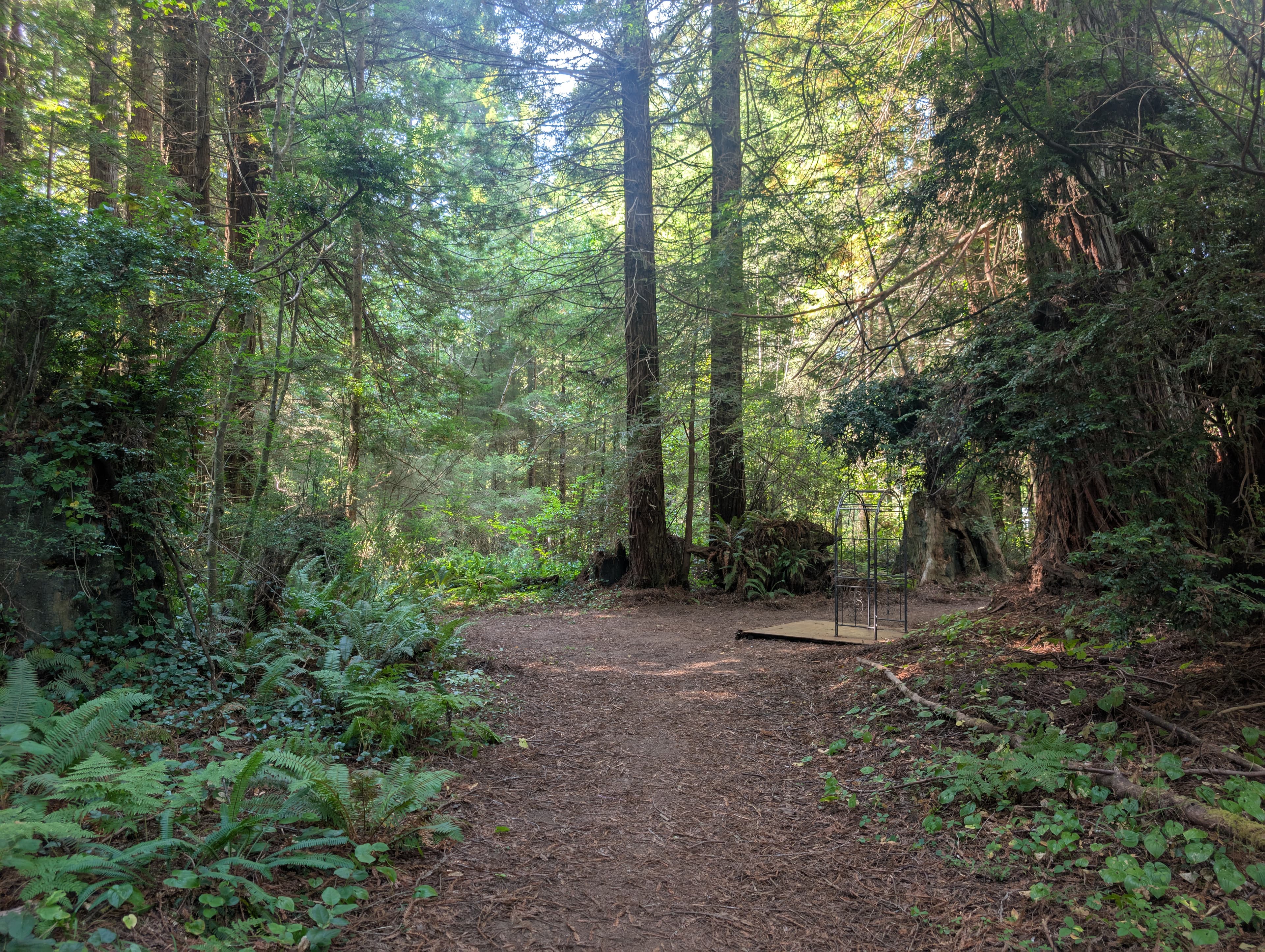 Redwood Forest Background